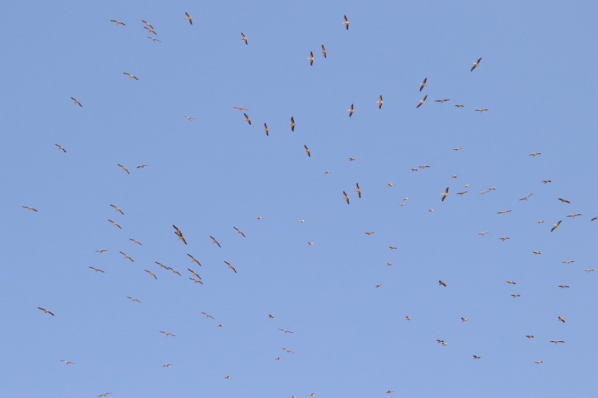 Great White Pelican - ML155797761