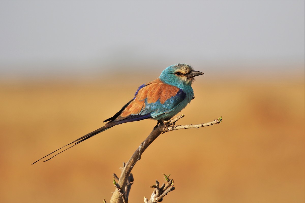 Abyssinian Roller - ML155797971