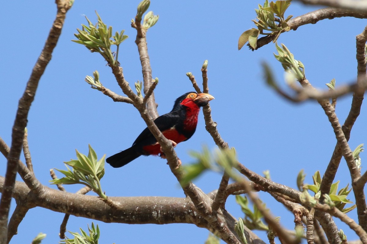 Bearded Barbet - Ignacio Morales Dolores