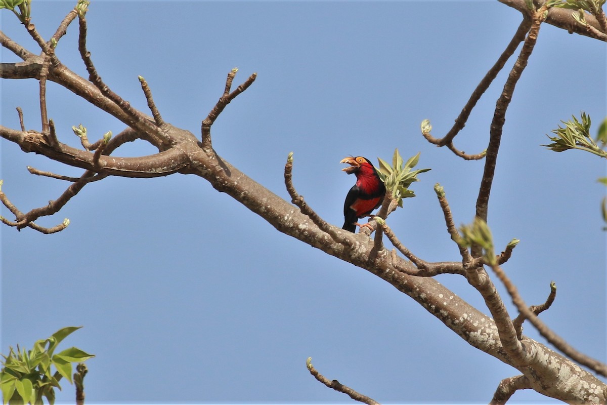 Bearded Barbet - ML155798001