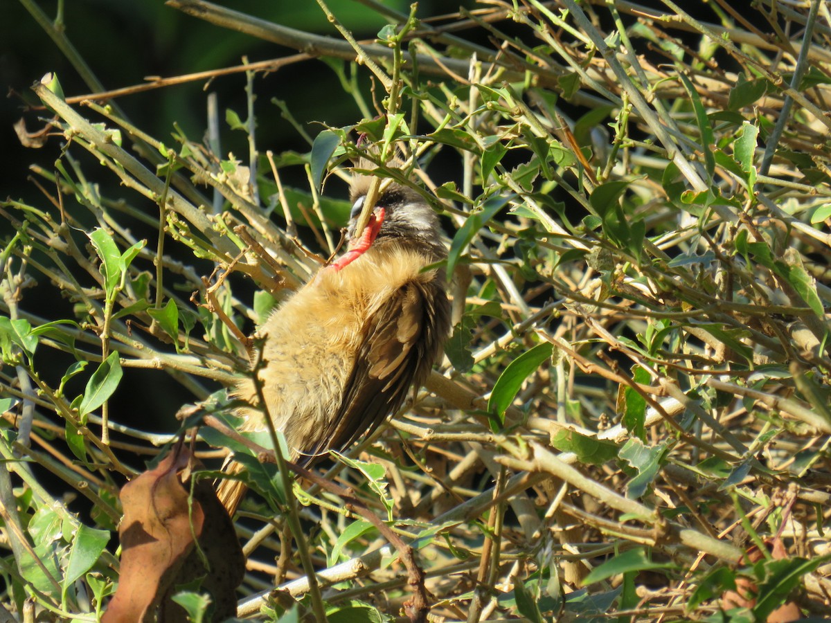 Speckled Mousebird - ML155798131