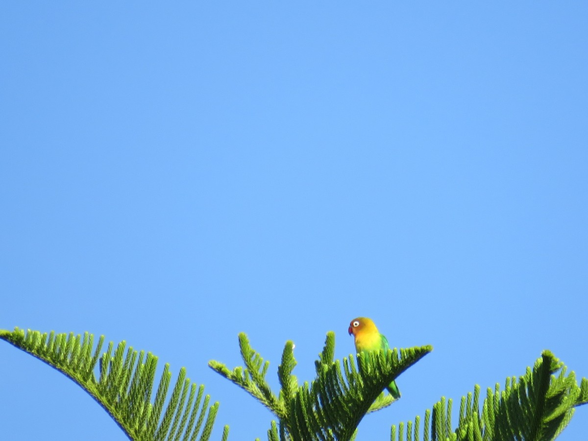 Fischer's x Yellow-collared Lovebird (hybrid) - ML155798851
