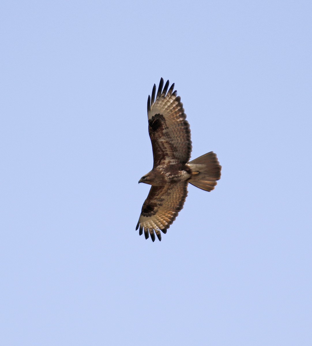 Himalayan Buzzard - ML155800231