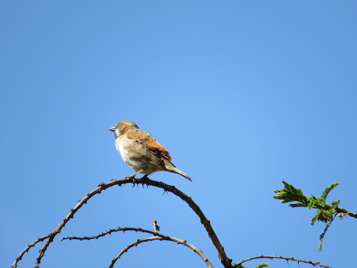Kenya Rufous Sparrow - ML155800441