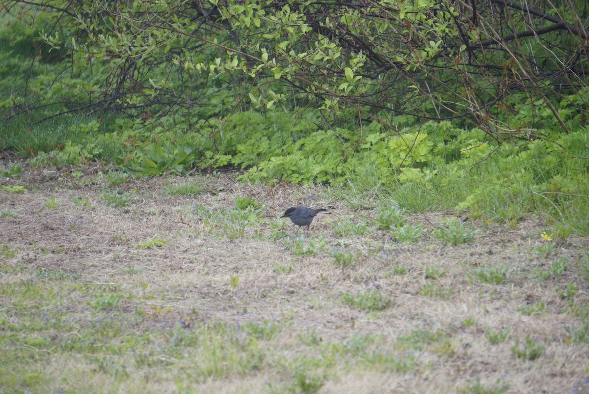 Gray Catbird - ML155801881