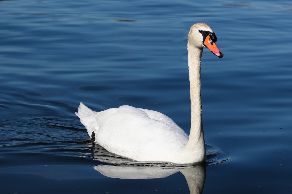 Mute Swan - Jeffrey Mann