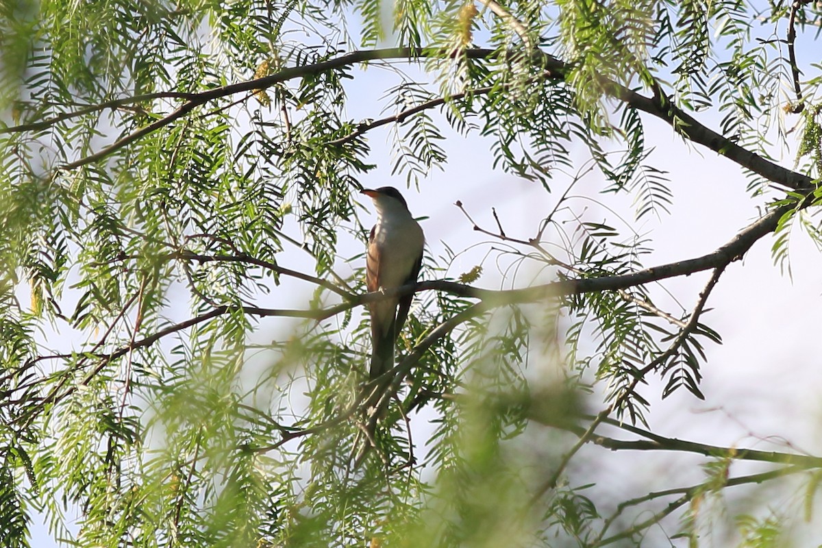 Yellow-billed Cuckoo - ML155803051