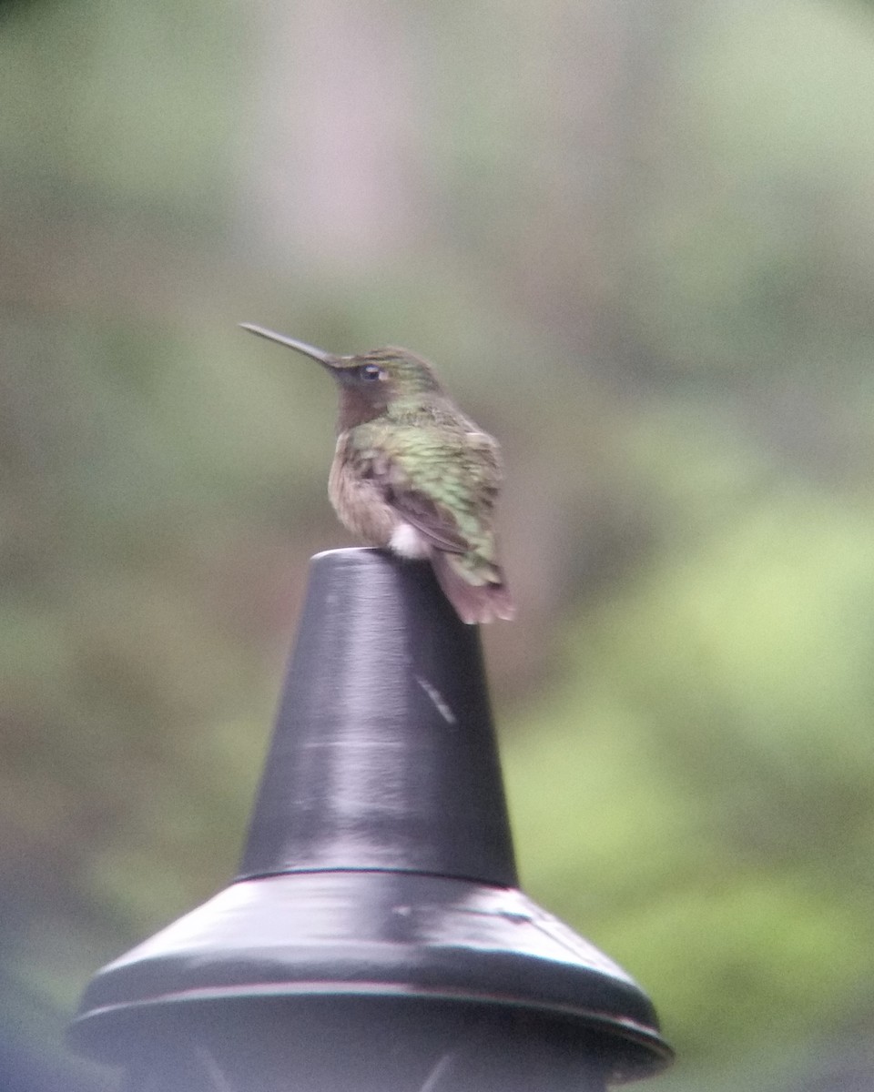 Ruby-throated Hummingbird - ML155803691