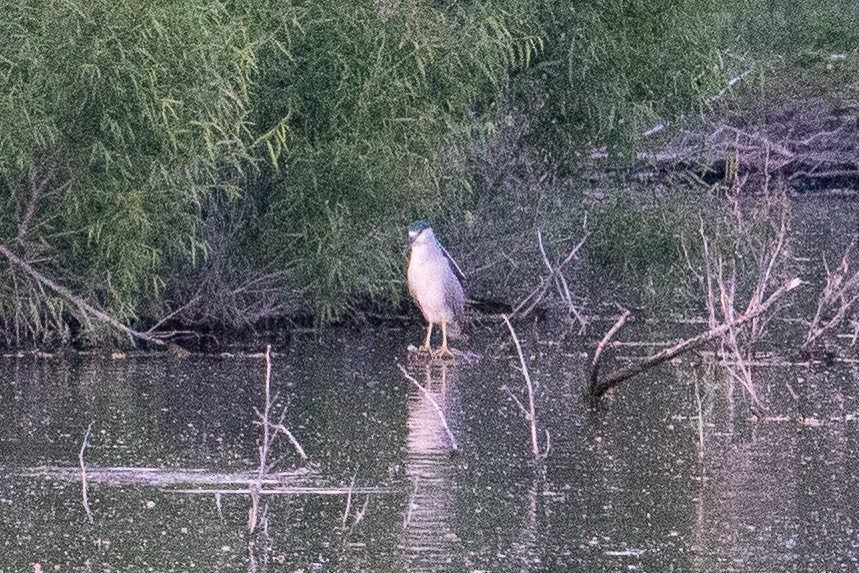 Black-crowned Night Heron - Douglas "BB" Watson