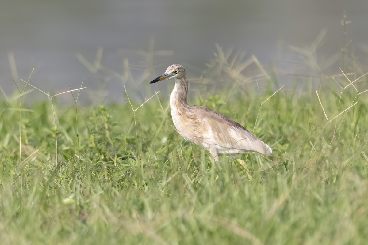 Indian Pond-Heron - Jerold Tan