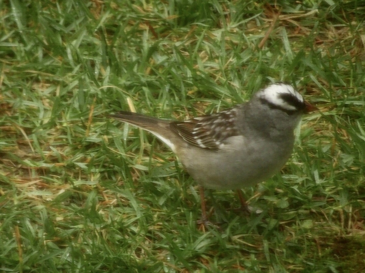 White-crowned Sparrow - ML155805981