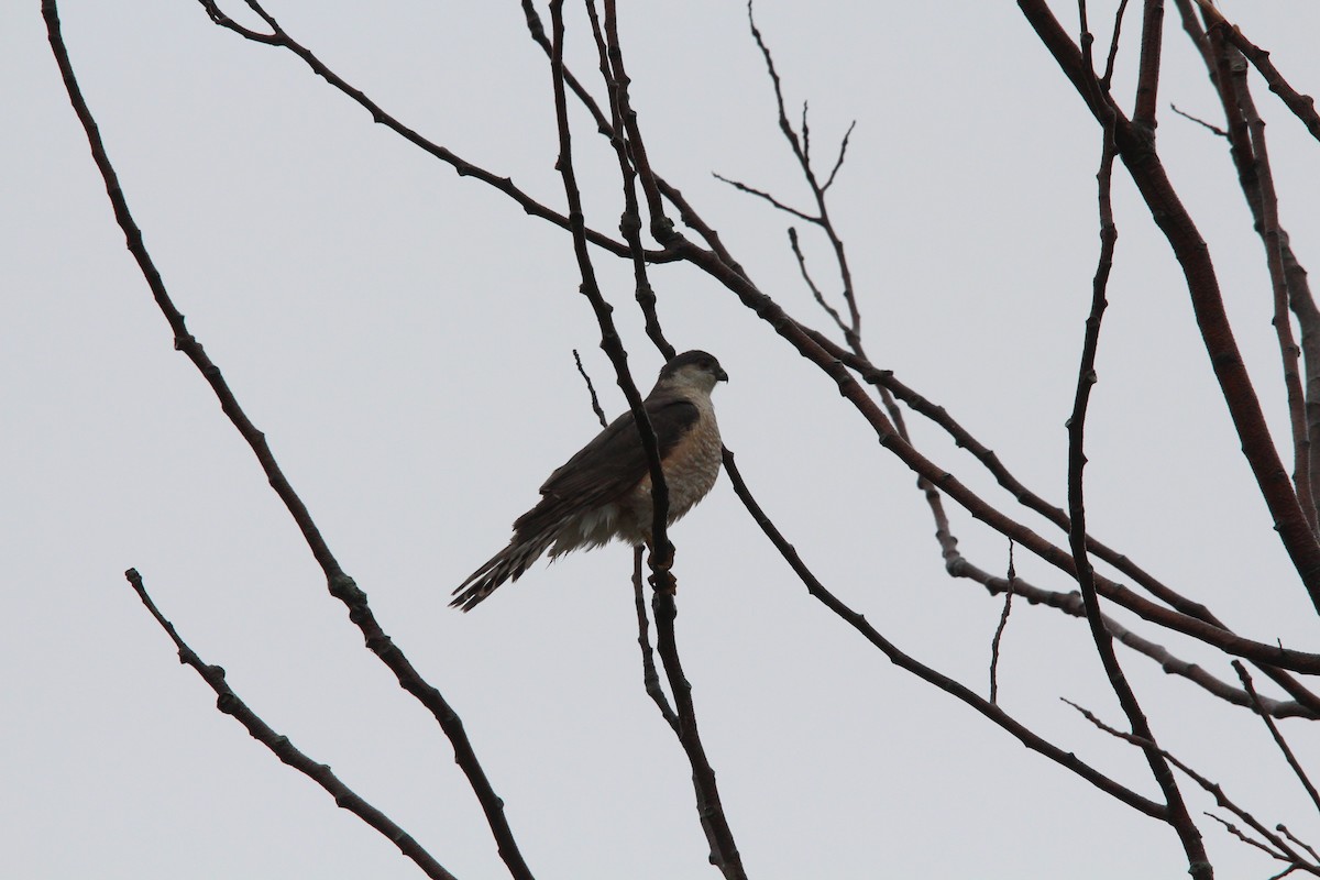 Sharp-shinned Hawk - ML155806361