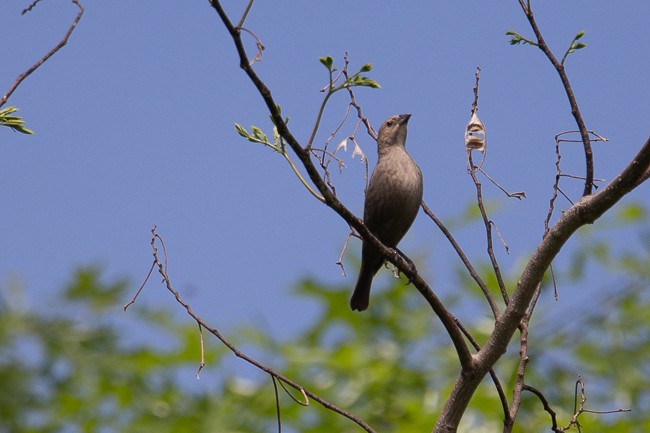 Brown-headed Cowbird - ML155806961