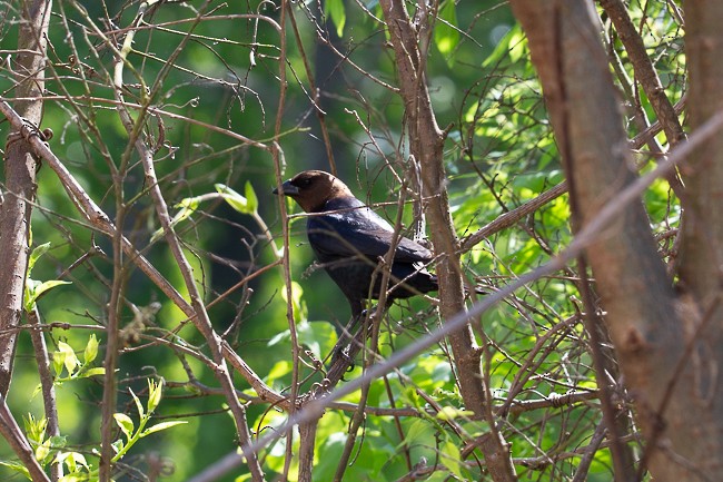 Brown-headed Cowbird - ML155806971