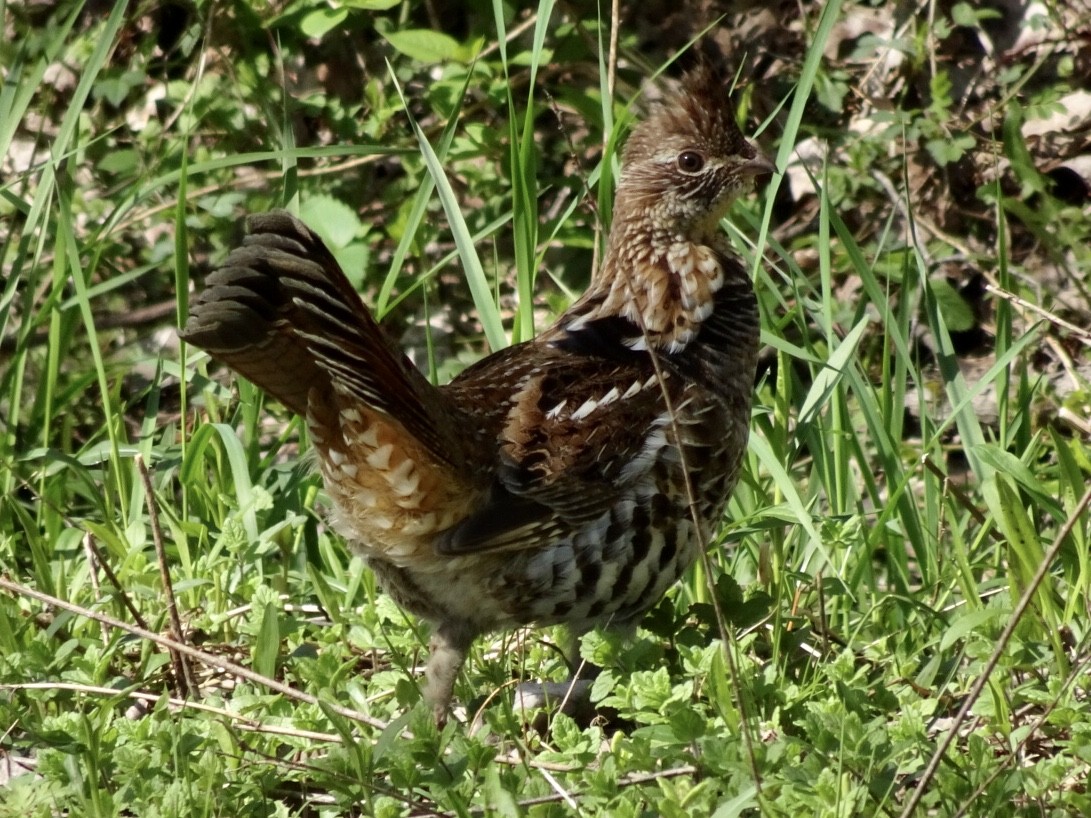 Ruffed Grouse - ML155807111