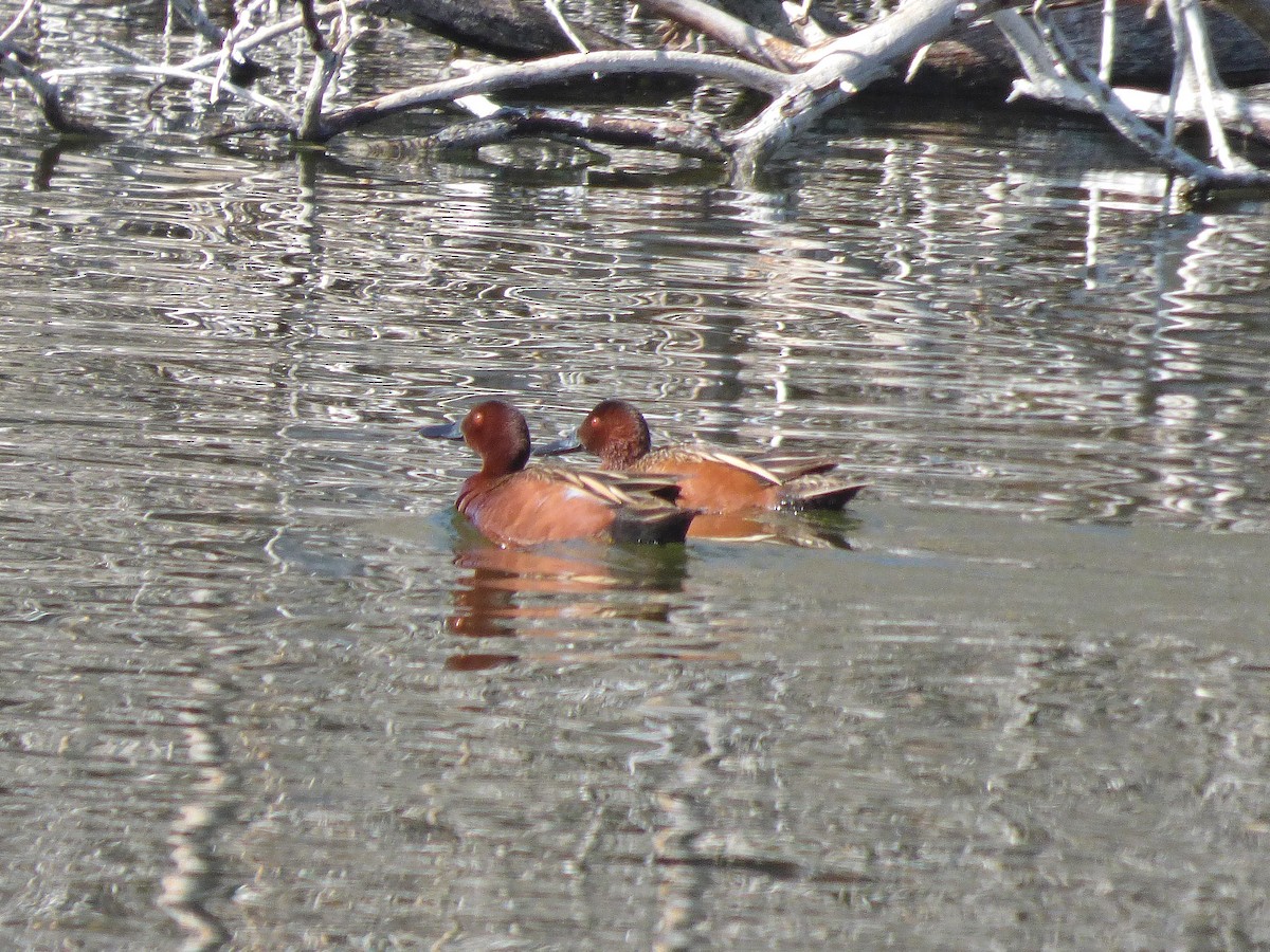 Cinnamon Teal - ML155809691