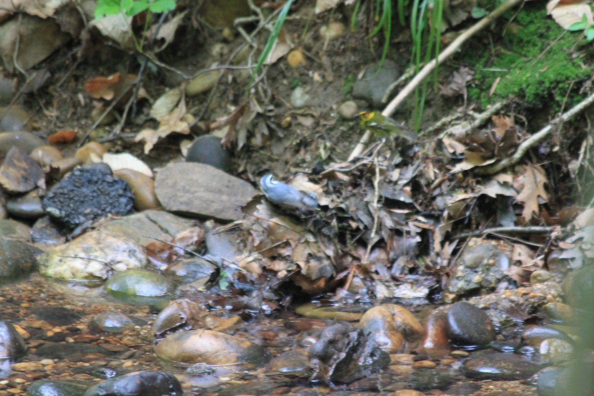 Red-breasted Nuthatch - ML155810171