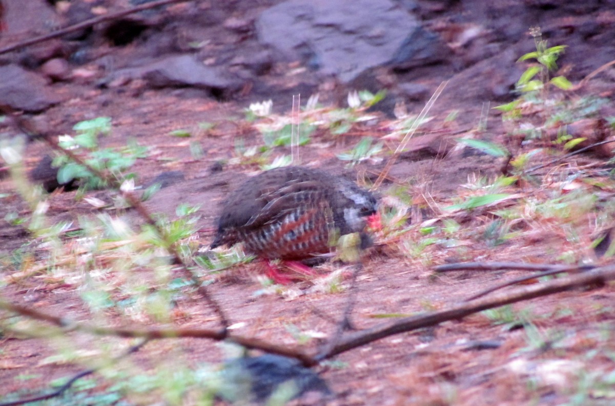 Painted Bush-Quail - ML155811261