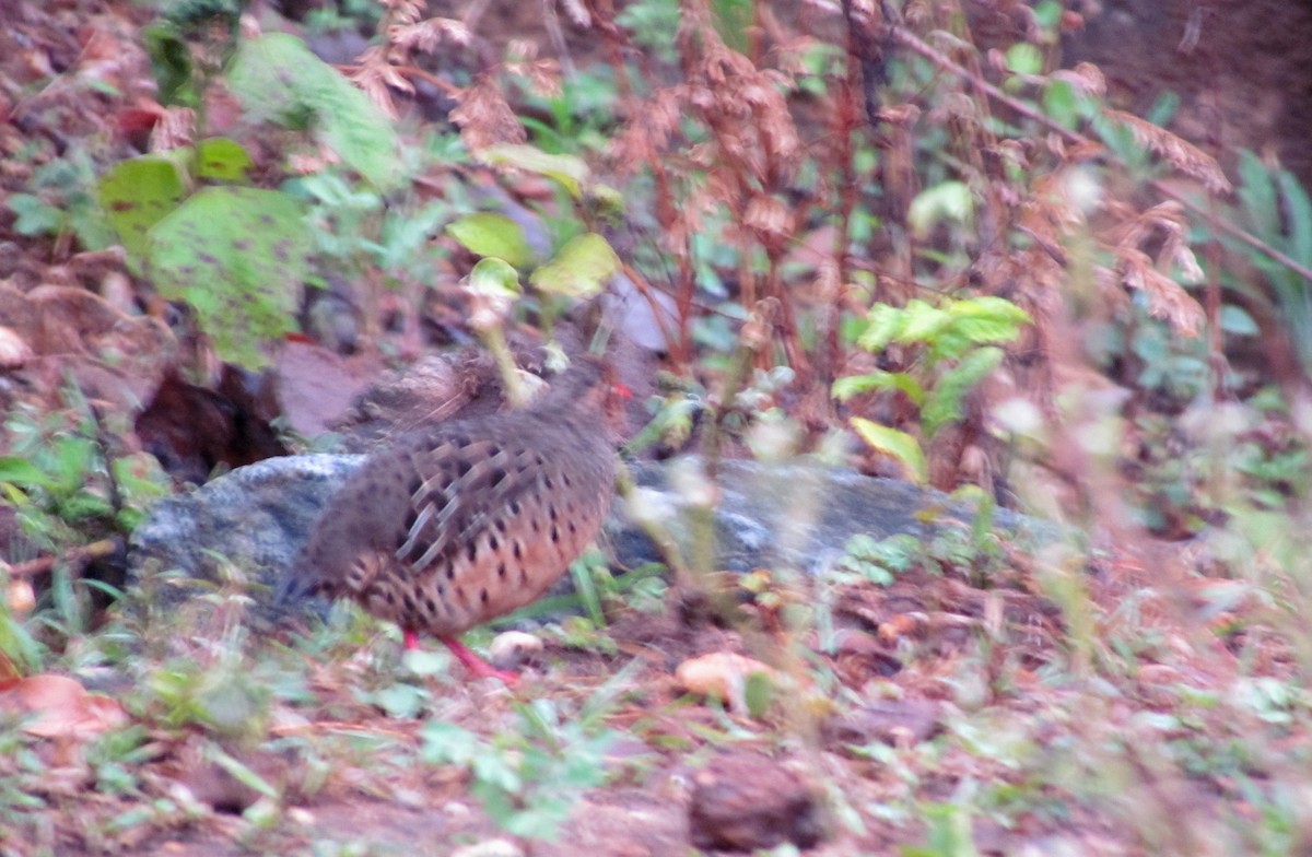 Painted Bush-Quail - ML155811271