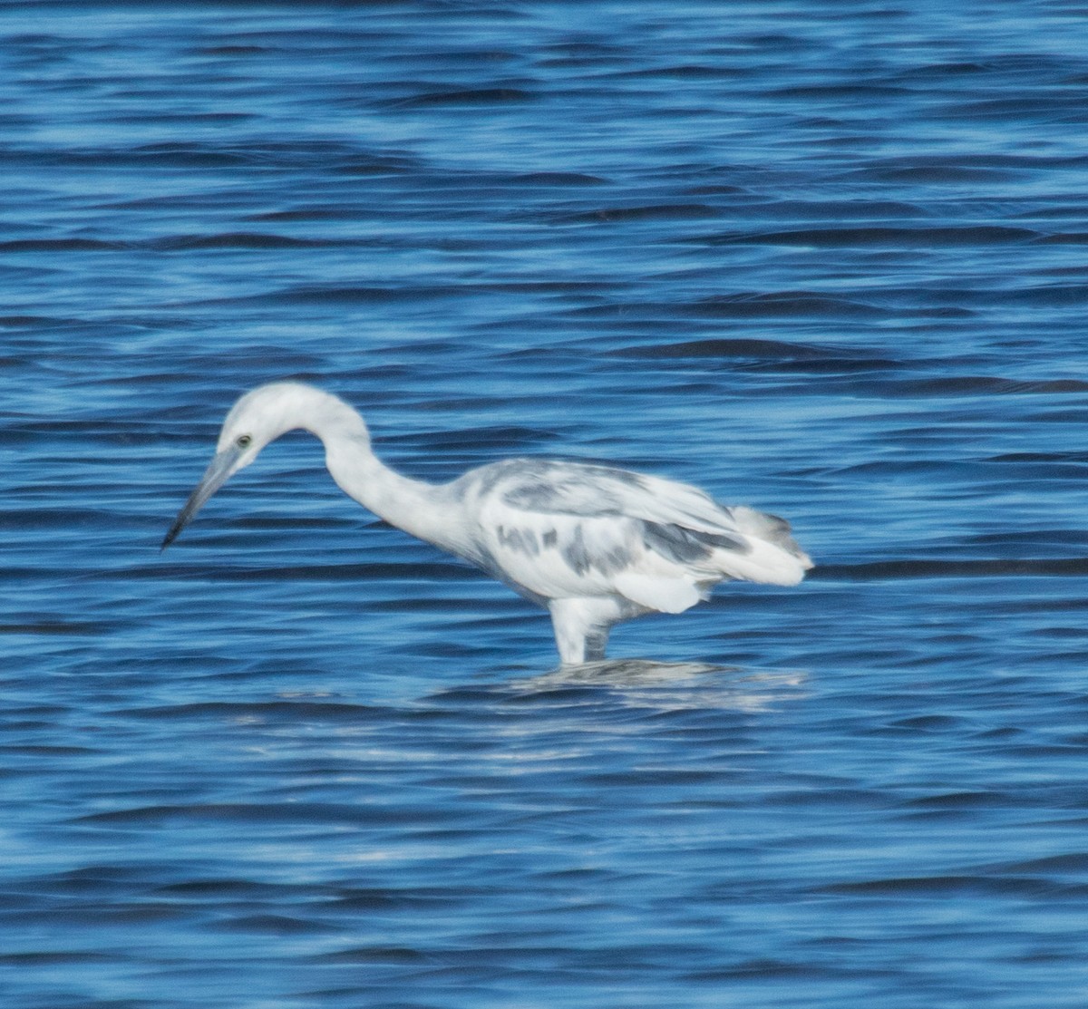 Little Blue Heron - ML155811551