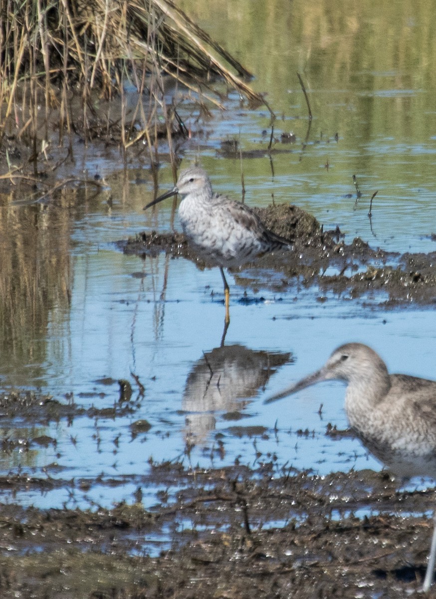 Stilt Sandpiper - ML155811761