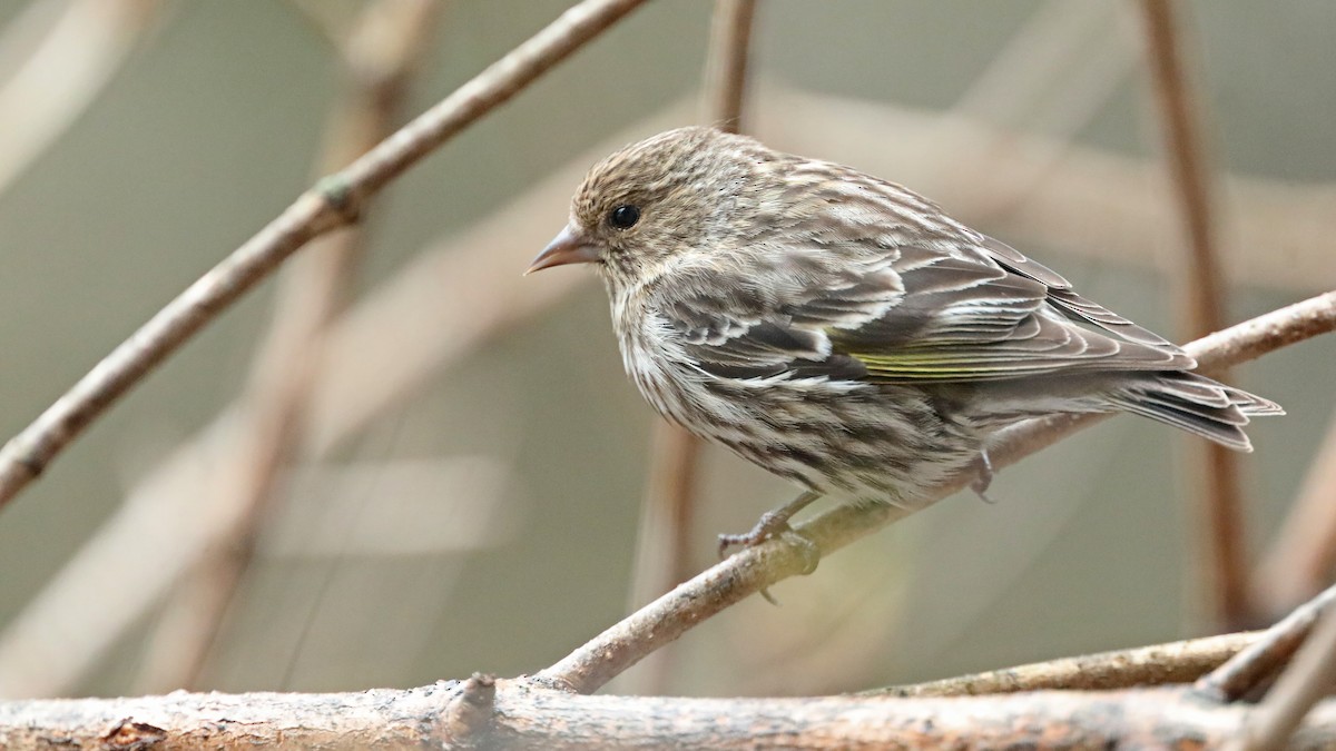 Pine Siskin - Daniel Jauvin