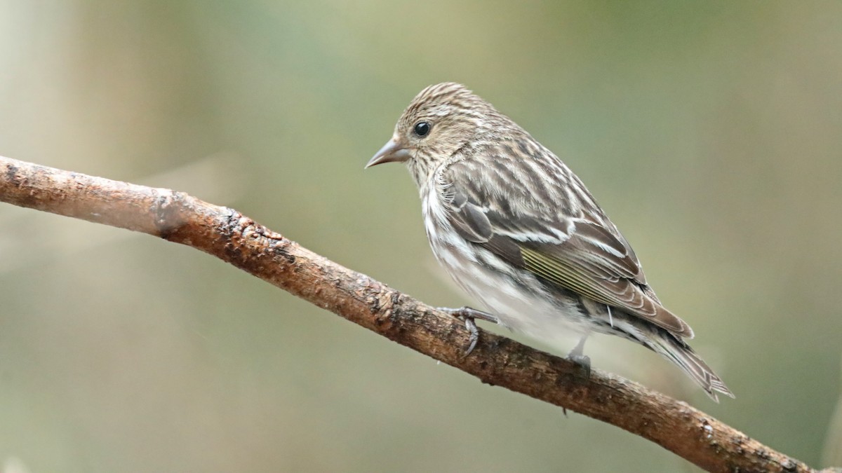 Pine Siskin - ML155812451