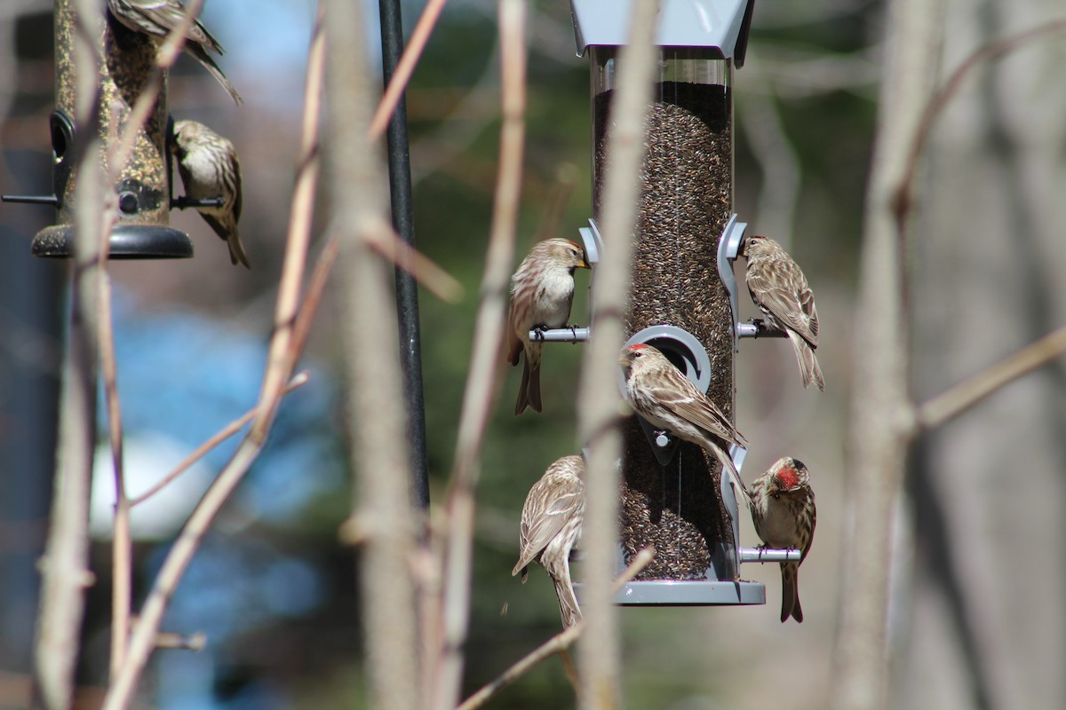 Common Redpoll - ML155812511