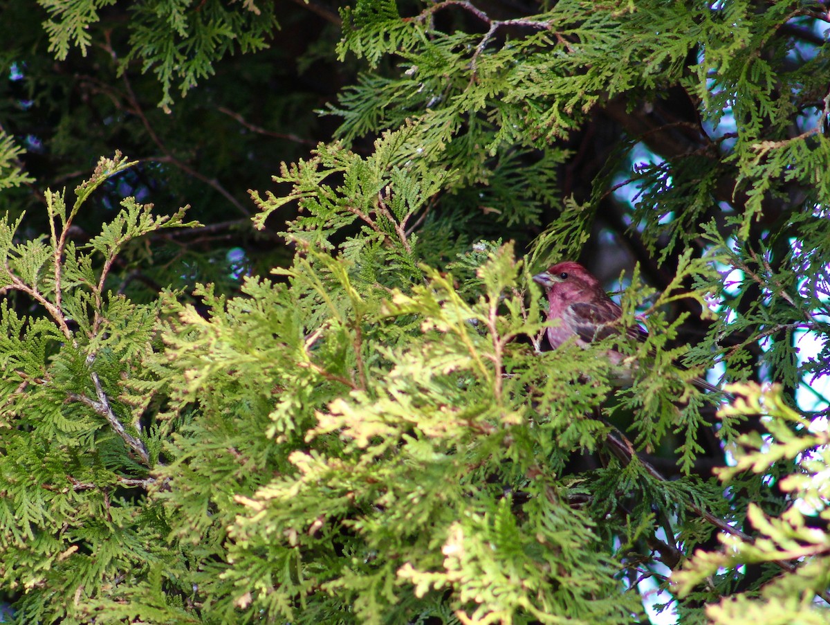 Purple Finch - Audrey Dupont