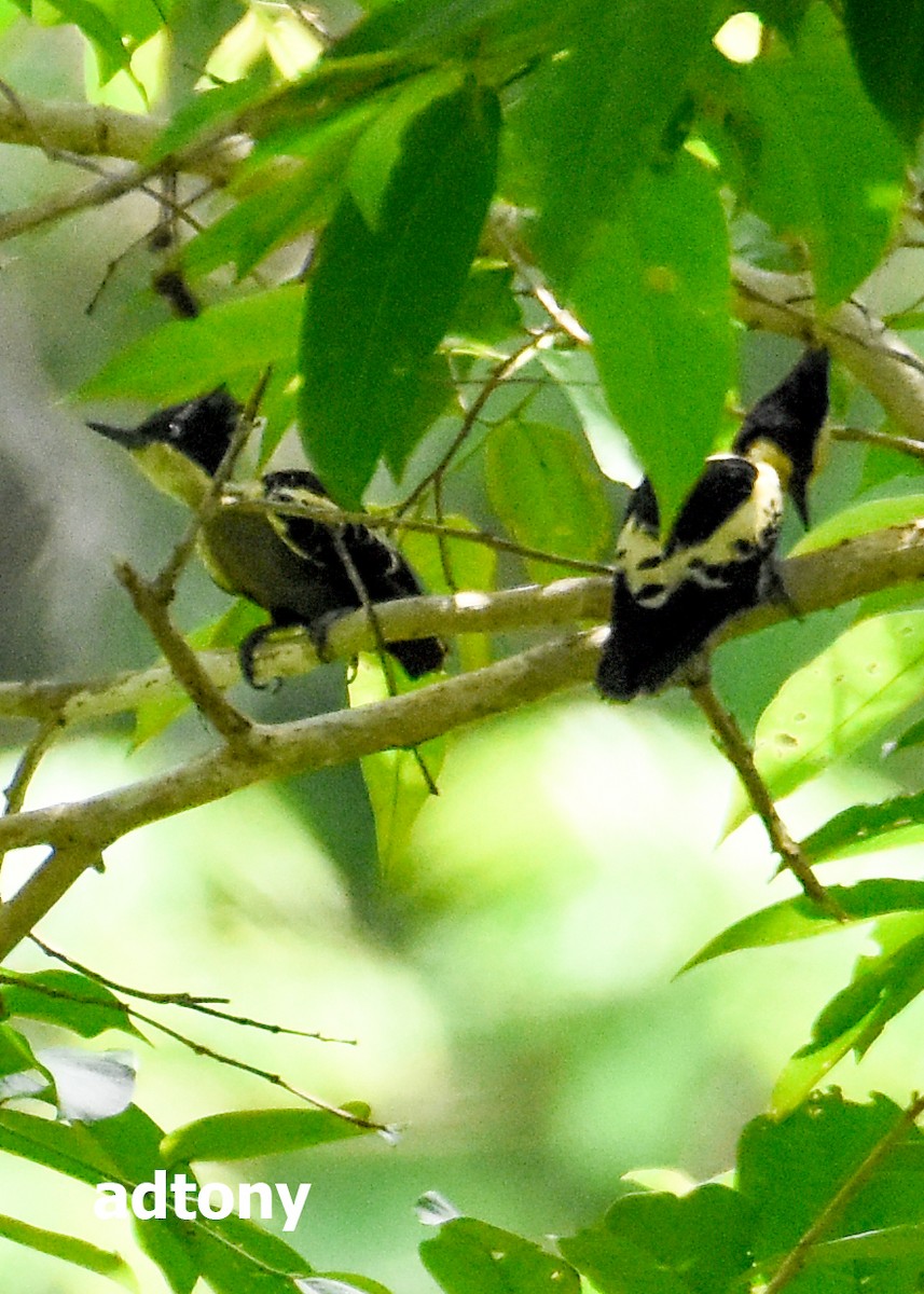 Heart-spotted Woodpecker - ML155812821