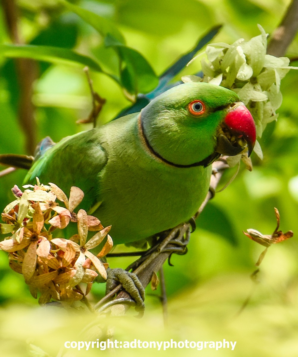 Rose-ringed Parakeet - ML155813481