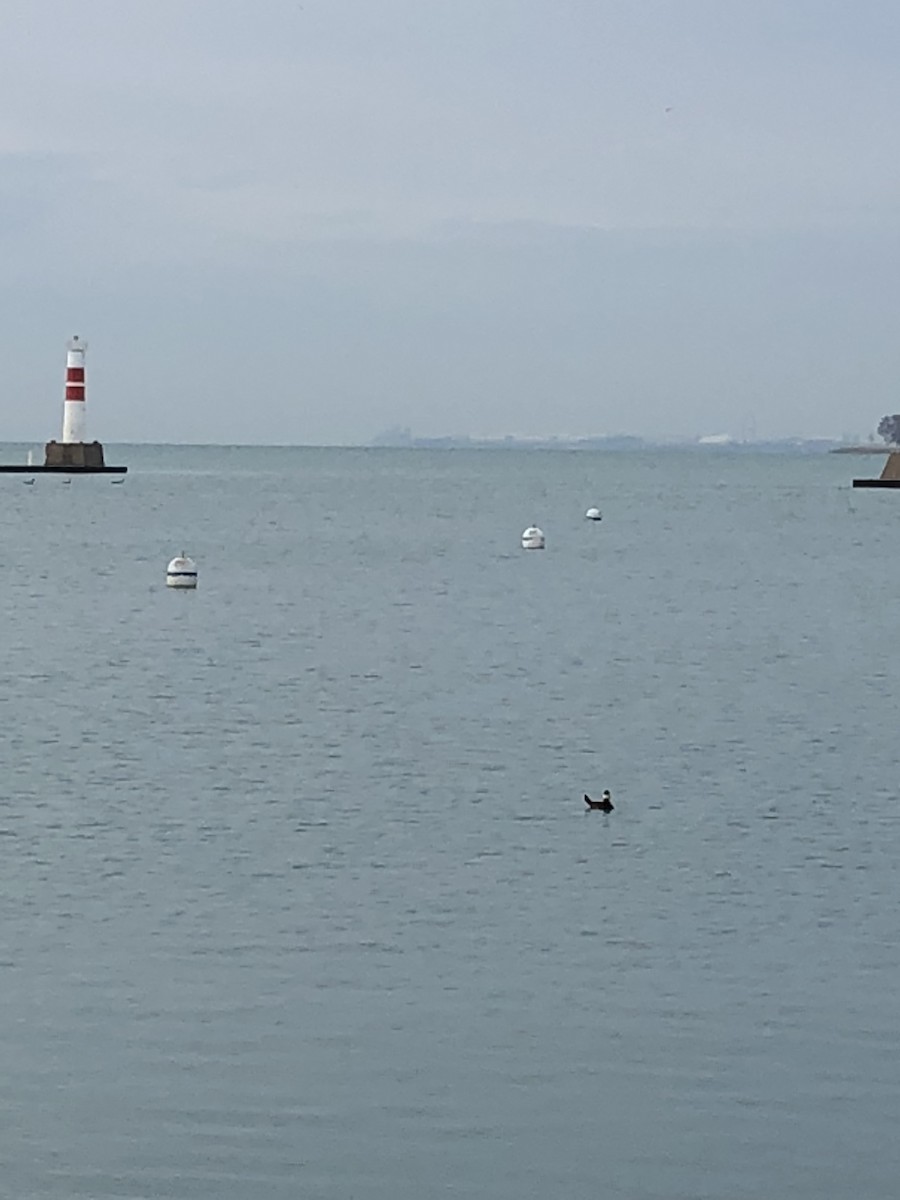 Ruddy Duck - ML155813721