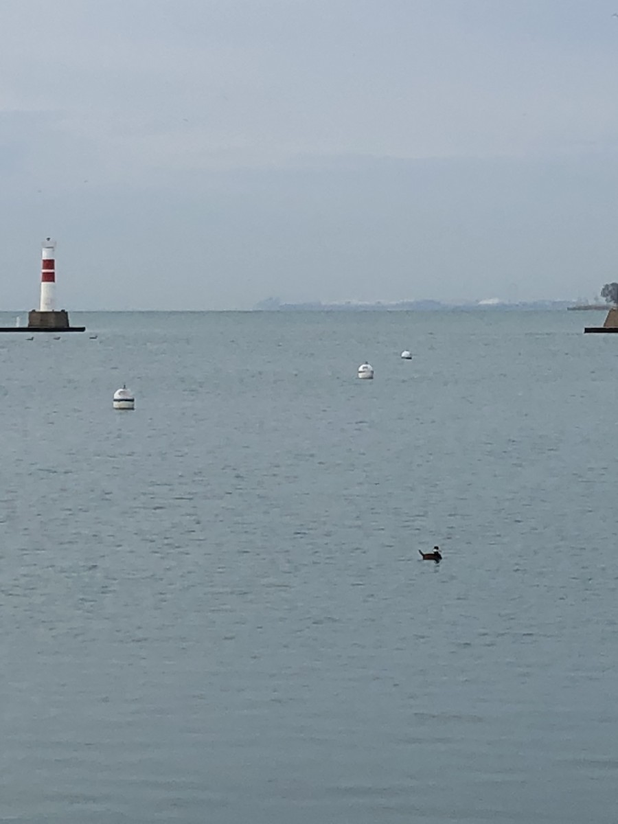 Ruddy Duck - ML155813731