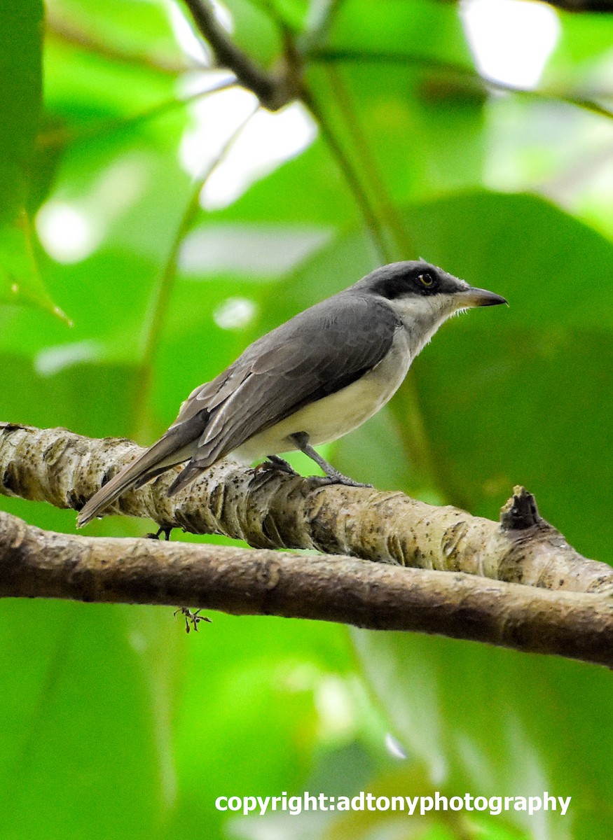 Malabar Woodshrike - ML155813901