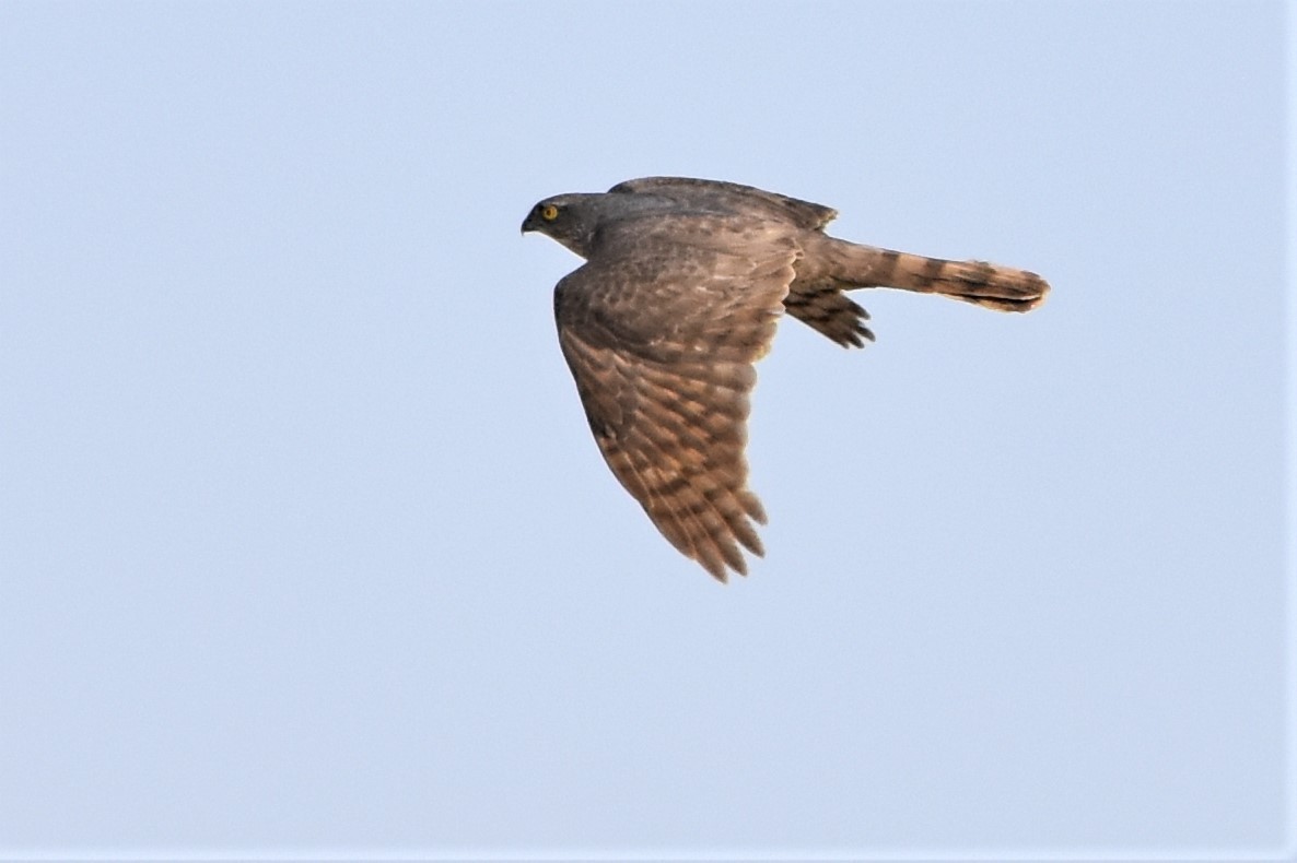 Eurasian Sparrowhawk - Christoph Randler