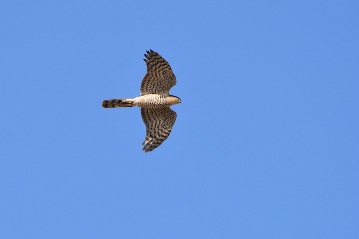 Eurasian Sparrowhawk - Christoph Randler