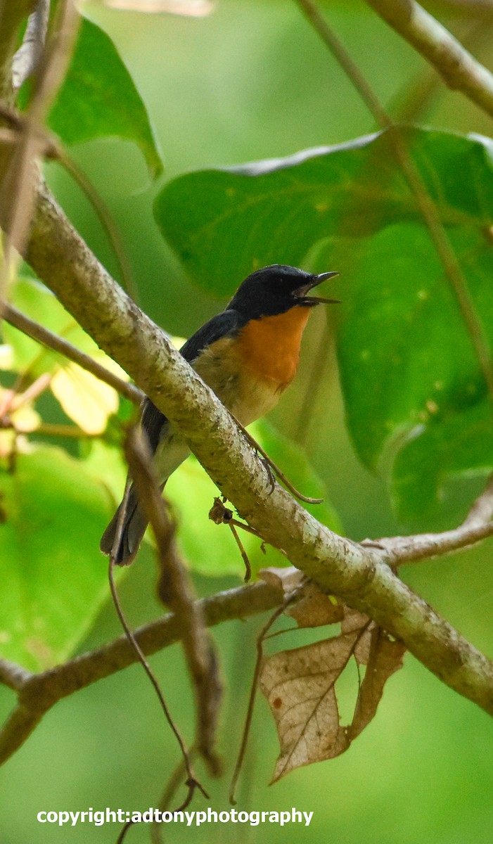 Tickell's Blue Flycatcher - ML155814341