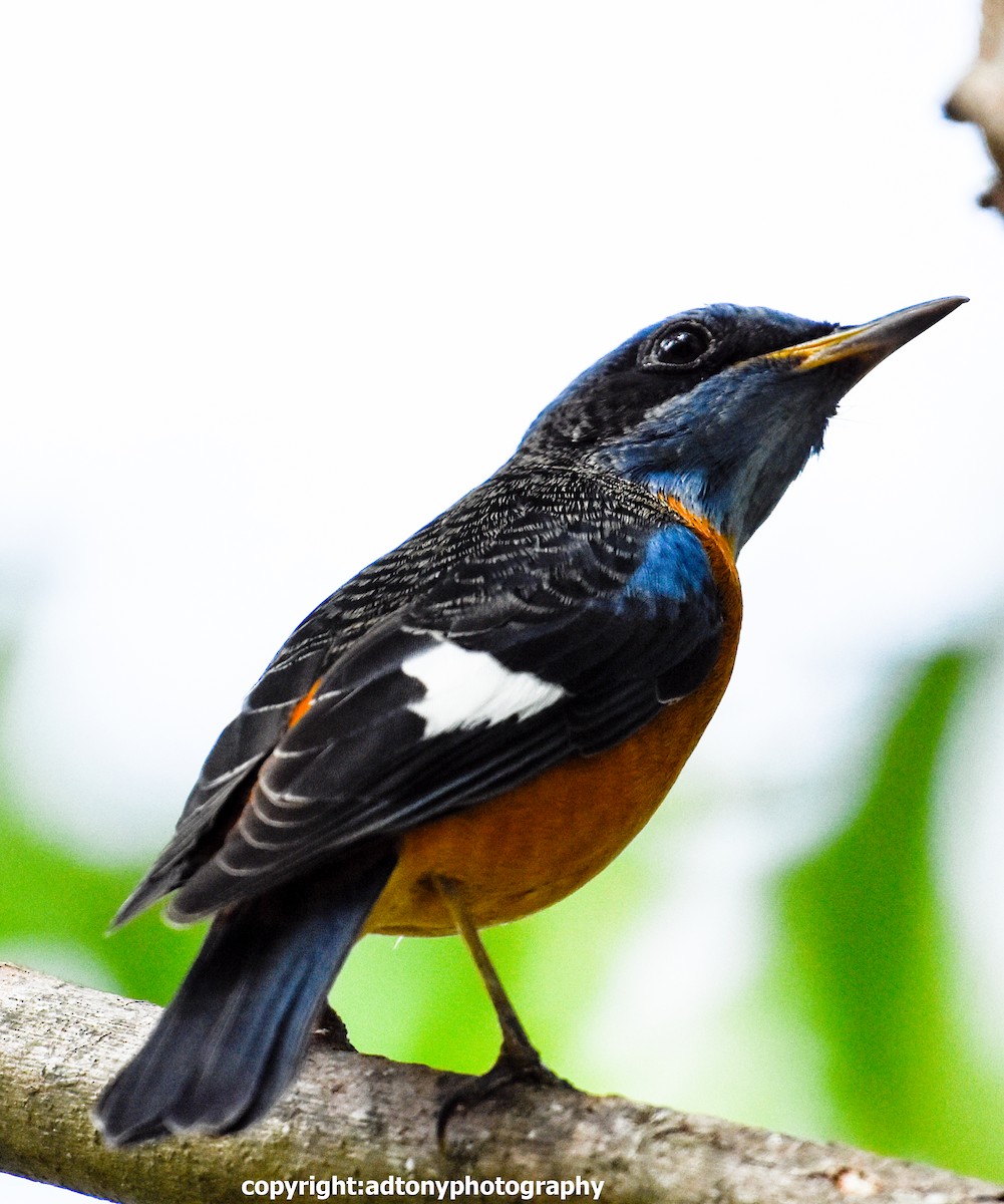 Blue-capped Rock-Thrush - ML155815001