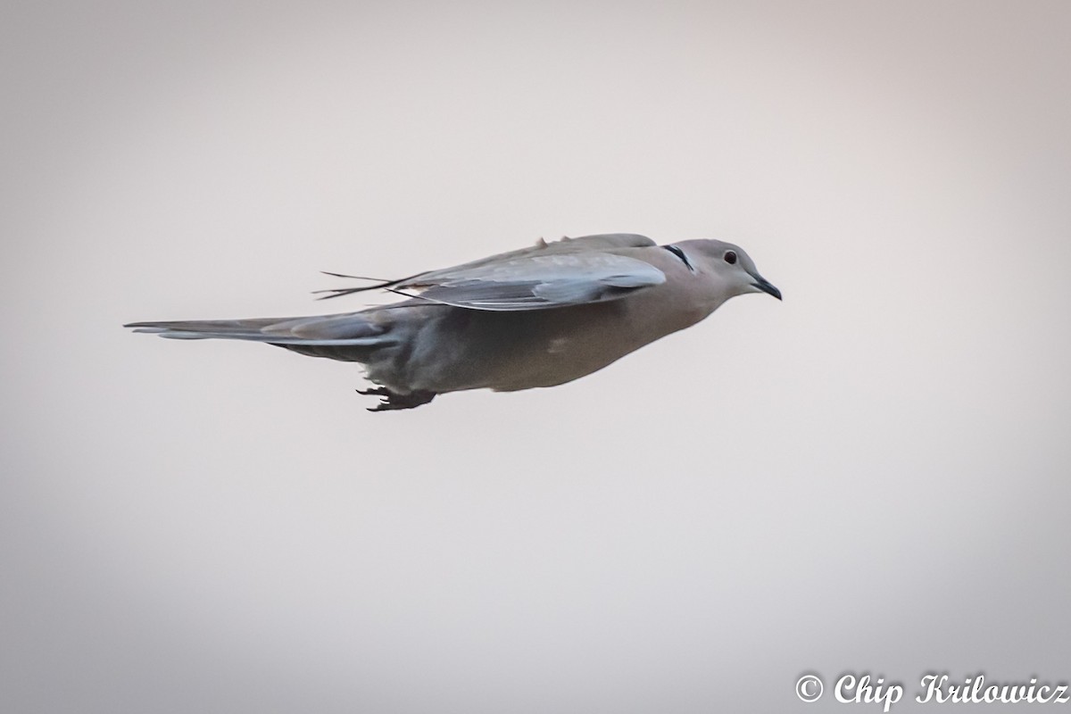 Eurasian Collared-Dove - Chip Krilowicz