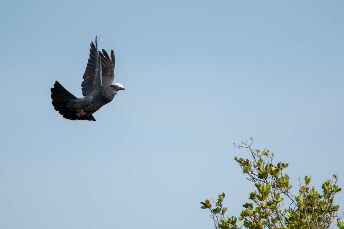 White-crowned Pigeon - ML155818411