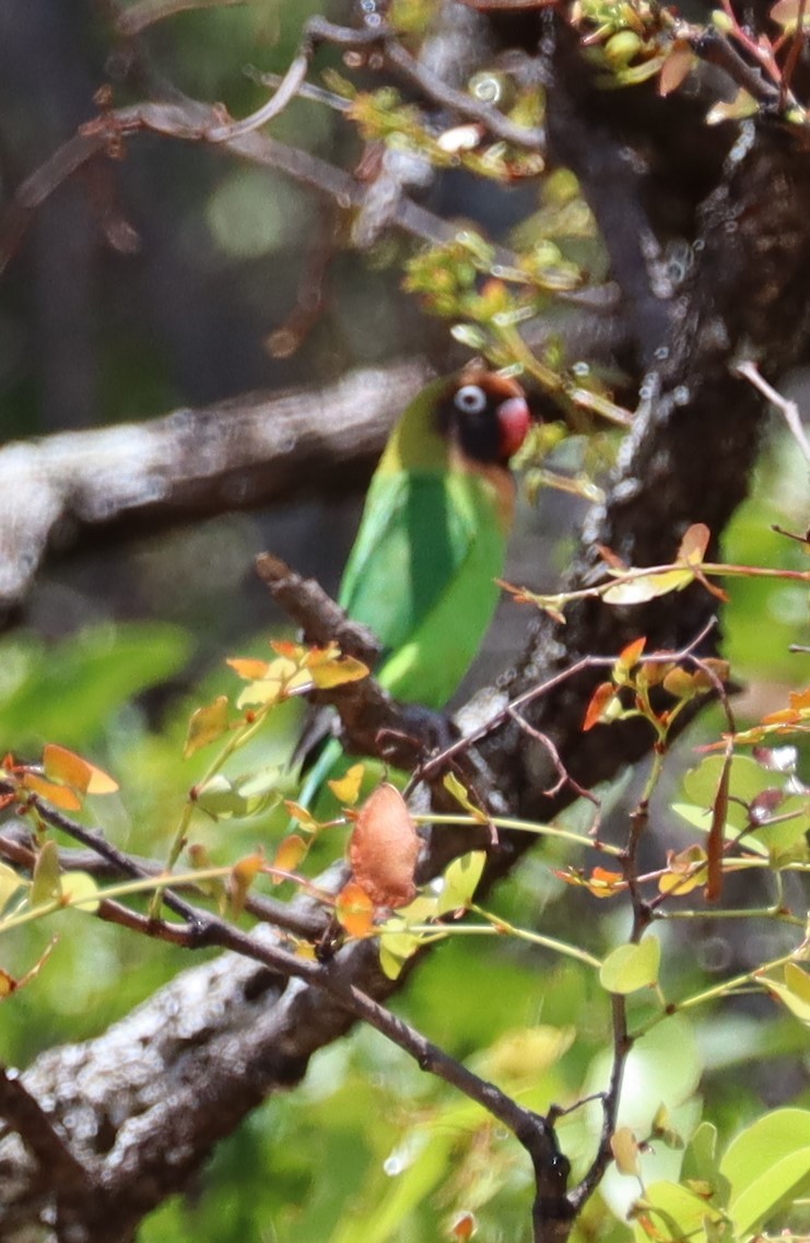 Black-cheeked Lovebird - Adam Kent