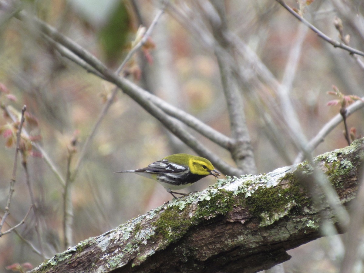 Black-throated Green Warbler - ML155819441