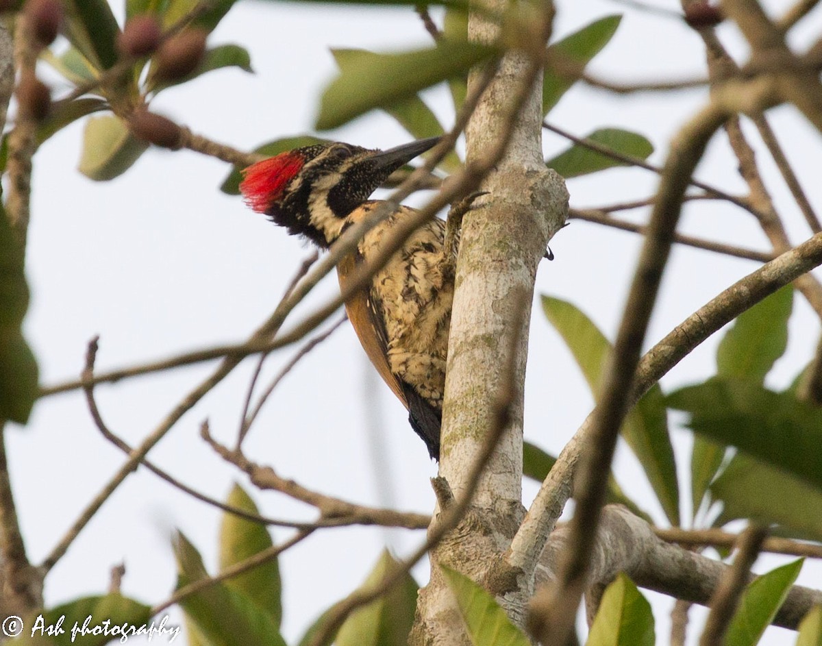 Black-rumped Flameback - ML155822171