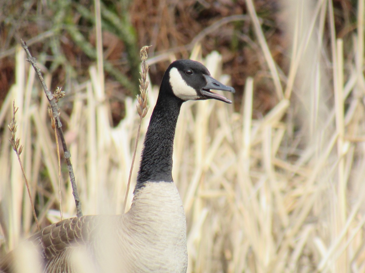 Canada Goose - ML155822641