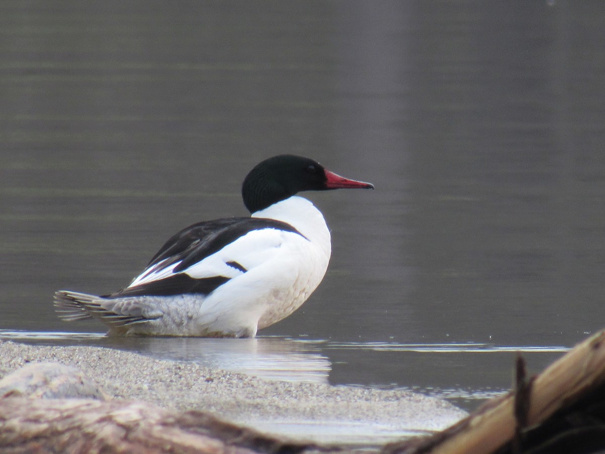 Common Merganser - ML155823201