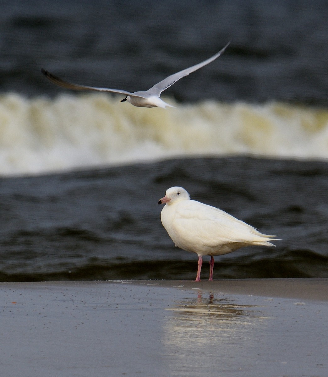 Glaucous Gull - ML155823531