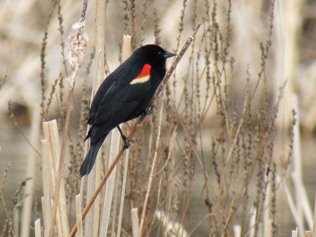 Red-winged Blackbird - Ethan Hobbs