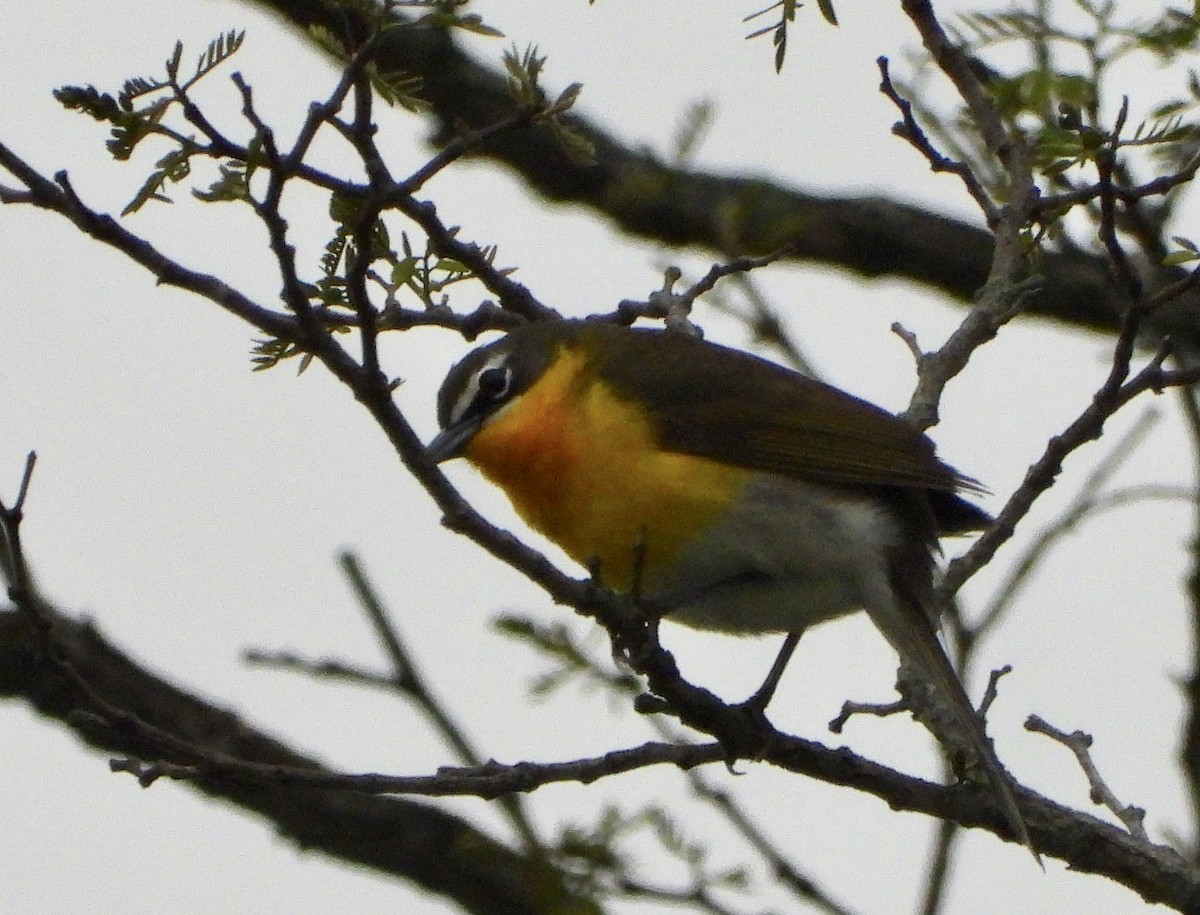 Yellow-breasted Chat - ML155824461
