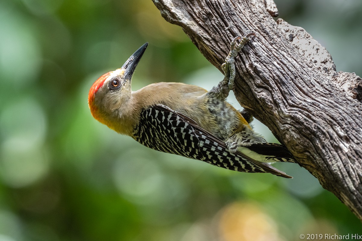 Hoffmann's Woodpecker - ML155824841