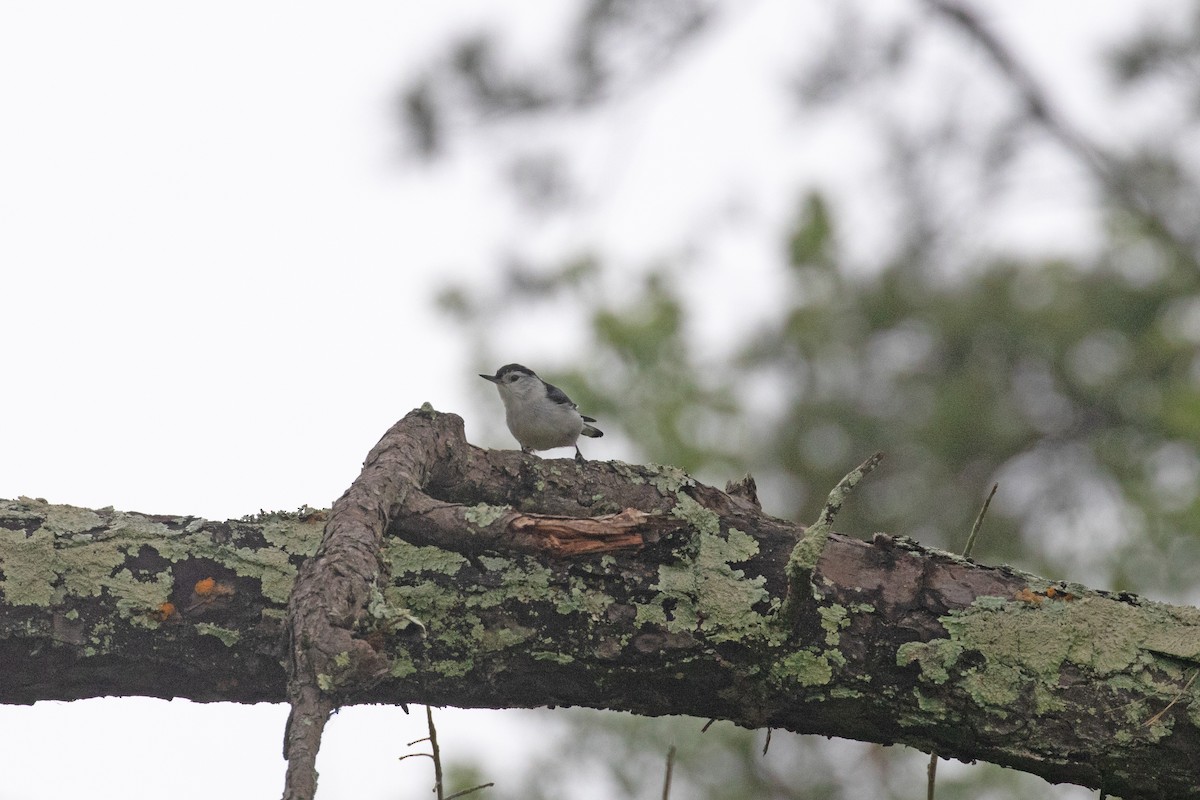 White-breasted Nuthatch - ML155824861